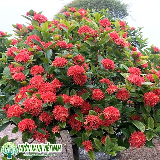 [FLOT500] Hoa Mẫu Đơn