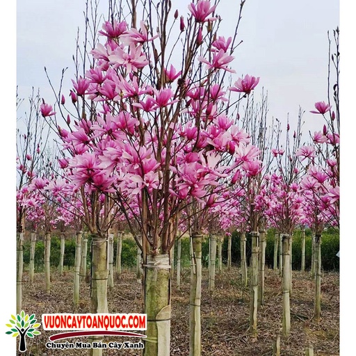 [FLOT044] Hoa Mộc Lan