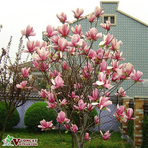 [FLOT085] Hoa Mộc Lan