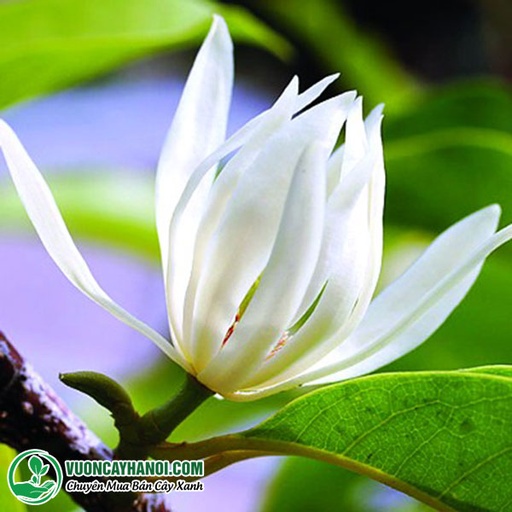[FLOT266] Hoa Ngọc Lan