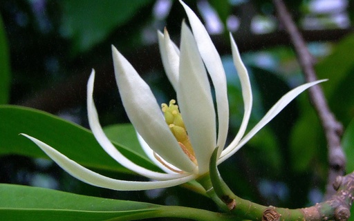 [FLOT356] Hoa Ngọc Lan