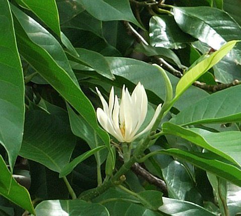 [FLOT424] Hoa Ngọc Lan