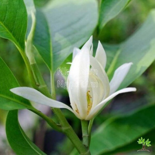 [FLOT403] Hoa Ngọc Lan