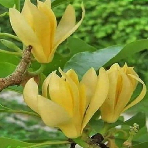 [FLOT009] Hoa Ngọc Lan