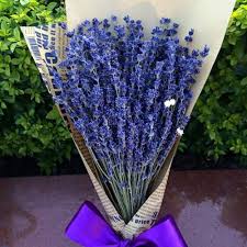 [FLOT093] Hoa Oải Hương