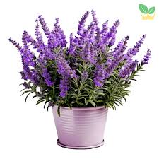[FLOT042] Hoa Oải Hương