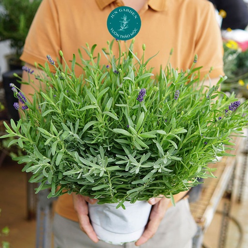 [FLOT229] Hoa Oải Hương