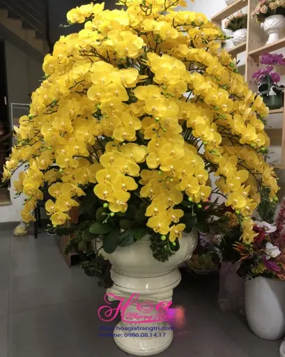 [FLOT428] Hoa Phong Lan