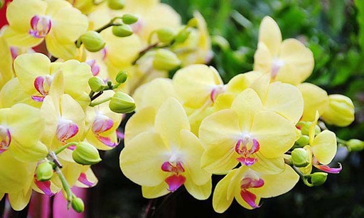 [FLOT364] Hoa Phong Lan