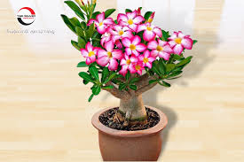 [FLOT486] Hoa Sứ