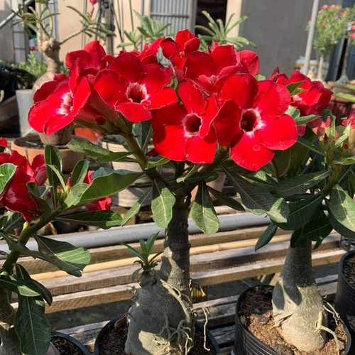 [FLOT334] Hoa Sứ