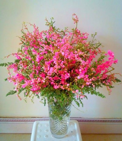 [FLOT150] Hoa Tigon