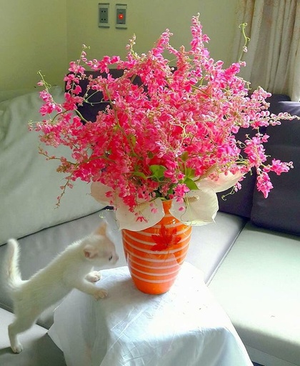 [FLOT260] Hoa Tigon